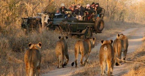 Private Luxury Aquila Game Reserve Tour from Cape Town