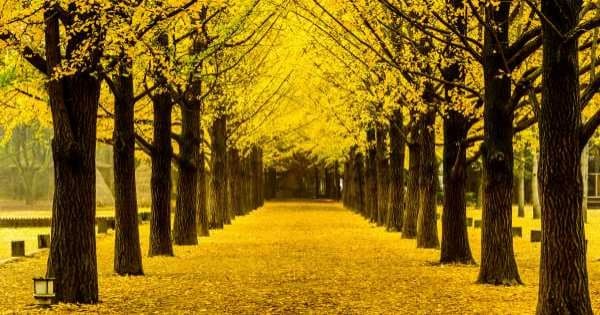 Magnificent Private Tours in South Korea ! Nami Island & Petit France