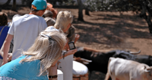 Private Visit to an Andalusian Bull Breeding Farm in Ronda