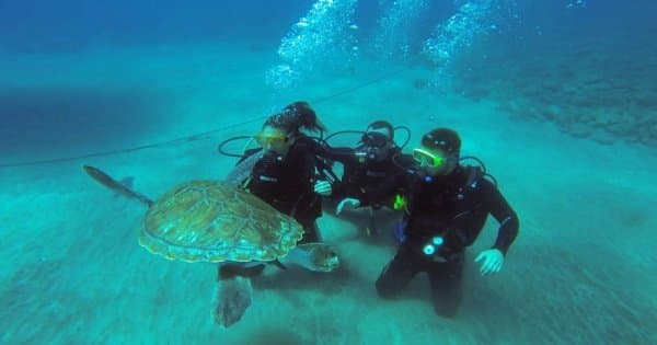 Try dive 20 minutes for beginners in Los Cristianos