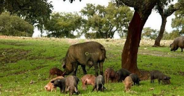 Visit a Pig Farm in Jabugo and Dehesa From Seville
