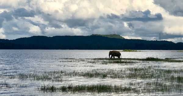 Private Safari: Minneriya National Park