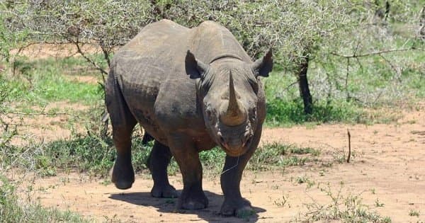4 Days Safari Lake Manyara/Serengeti National Park/Ngorongoro Crater
