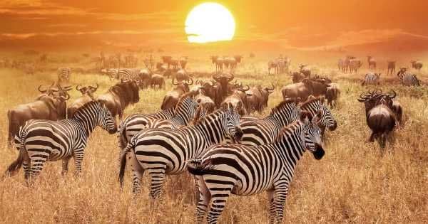 6 Day North Circuit Safari