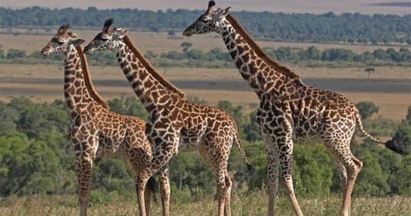 6 Days Safari Lake Manyara/Serengeti Plains/Ngorongoro Crater/Tarangire Park