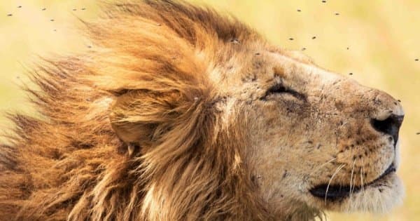 6 Days Tarangire,Ngorongoro Crater & Serengeti Group Safaris