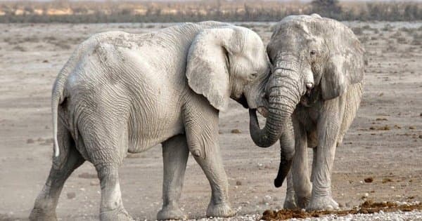 7 Days Safari Arusha Park/Lake Manyara/Serengeti Plains/Ngorongoro Crater/Tarangire Park