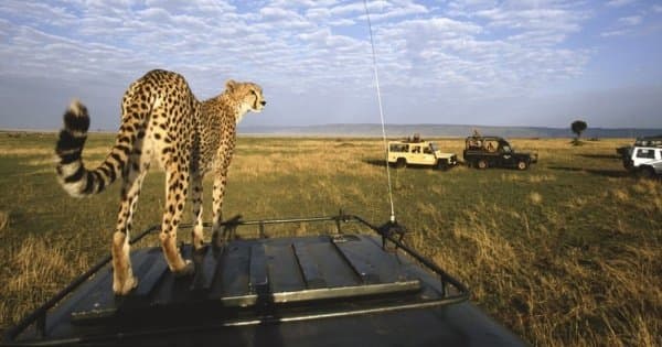 A Thrilling Day Safari to Ngorongoro Crater from Arusha