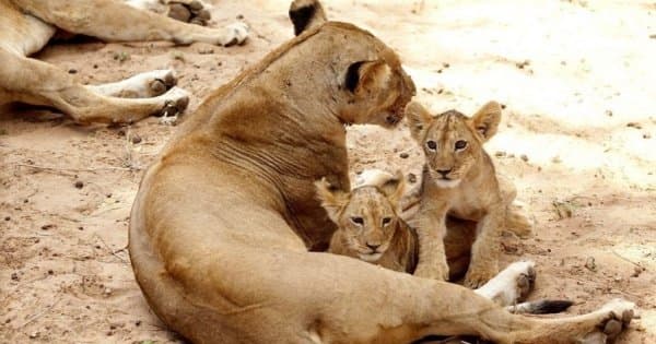 Bush to Beach 12 Days Safari Adventure