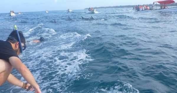 Dolphins & Jozani Forest in Zanzibar