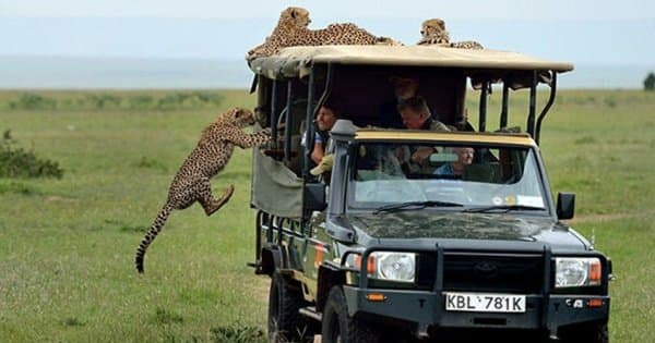Tanzania 2 Days / 1 Night Safari in Mikumi National Park
