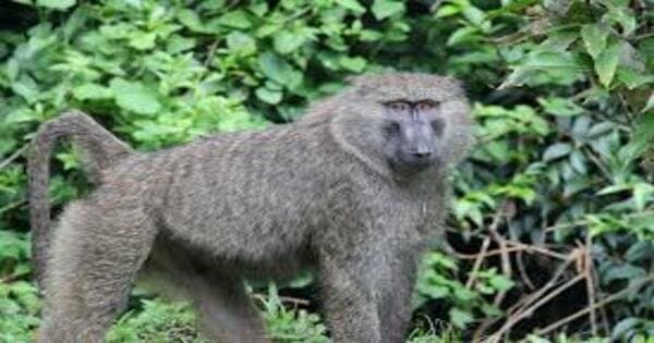 10 Days Primate Experience And Queen Elizabeth Safari