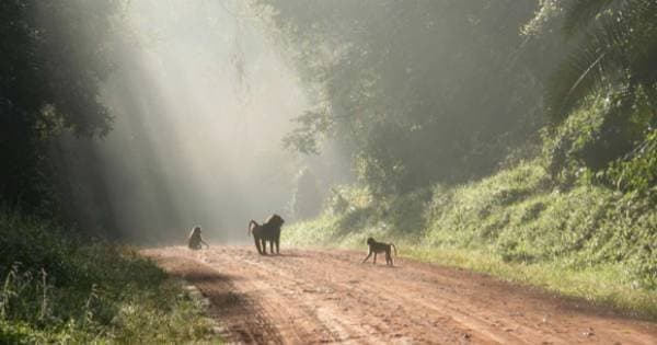 13 Day Gorilla and Safari Tour