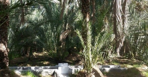 Private Al Ain Tour with Car and Driver