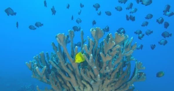 5 Hour Private Charter to Lanai Tropical Hideaway in Hawaii