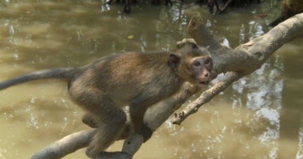 Can Gio Ecologic Area Tour - Monkey Island from Ho Chi Minh