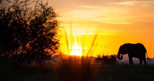 7 Days – South Luangwa & Lower Zambezi Zambia Safari